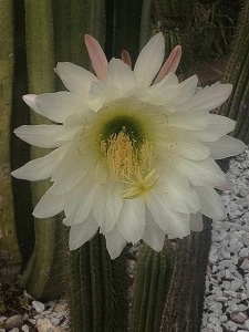 Cactus Flow